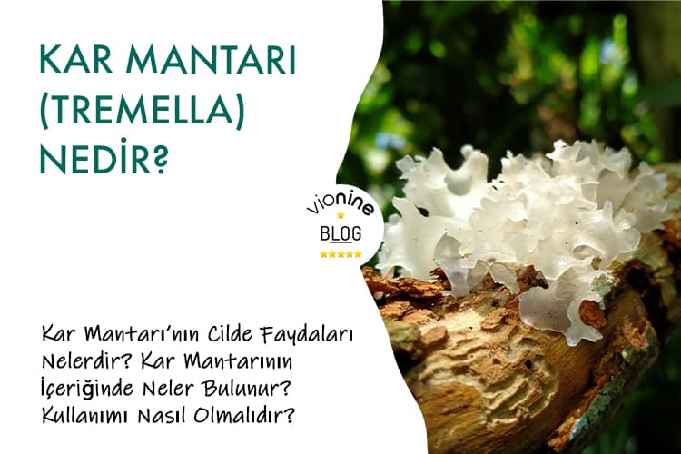 Kar Mantarı (Tremella) Nedir?